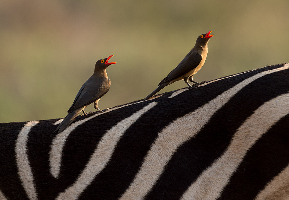 Oxpeckers